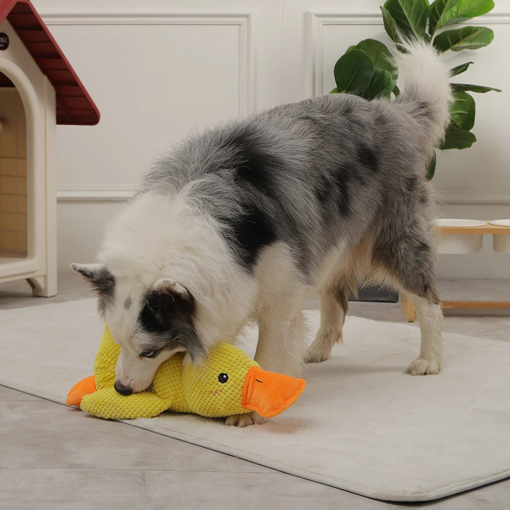 QUACK-QUACK DOG TOY.