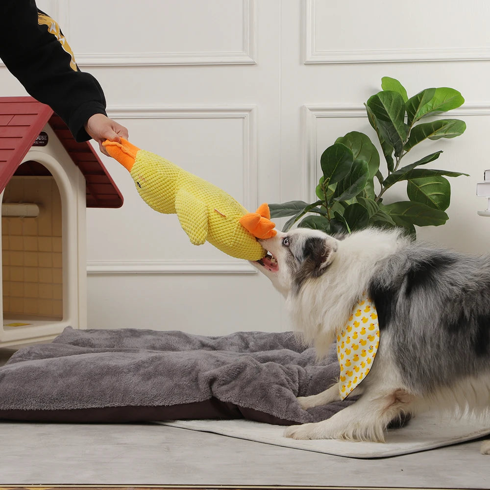 QUACK-QUACK DOG TOY.